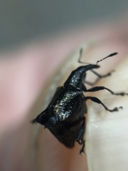 Scolopterus penicillatus