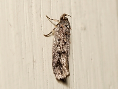 Hofmannophila pseudospretella