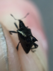 Scolopterus penicillatus