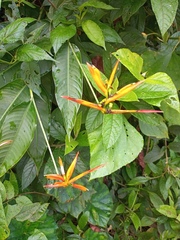 Heliconia librata