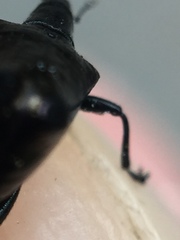 Scolopterus penicillatus