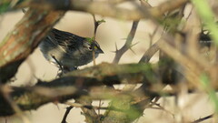 Ammodramus humeralis