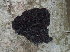 Parawixia bistriata