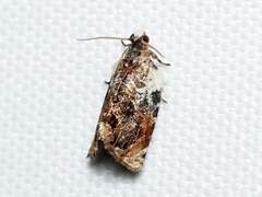 Acroceuthes metaxanthana