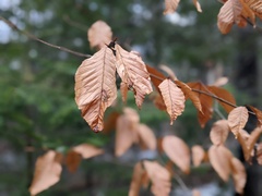Fagus grandifolia