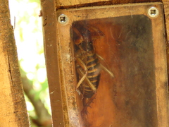 Hemideina crassidens