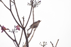 Turdus amaurochalinus