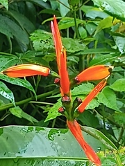 Heliconia psittacorum