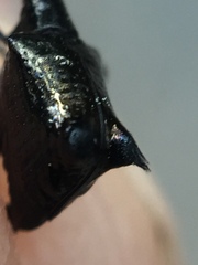 Scolopterus penicillatus