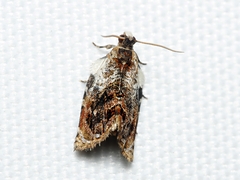 Acroceuthes metaxanthana