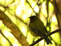 Anthornis melanura melanura
