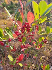 Aronia arbutifolia