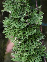 Lobariaceae