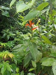 Heliconia psittacorum