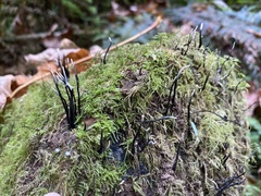 Xylaria hypoxylon