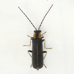 Rhagonycha