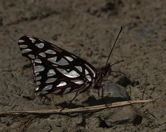 Dione glycera