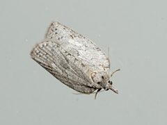 Isotenes miserana