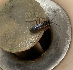 Auplopus mellipes
