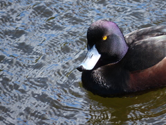 Aythya novaeseelandiae