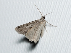 Psilosticha absorpta