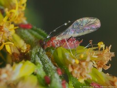 Uroleucon nigrotuberculatum