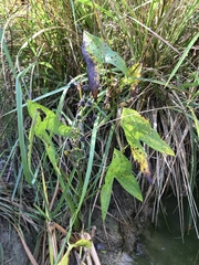 Sagittaria latifolia
