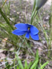 Thelymitra crinita