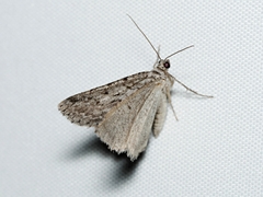 Psilosticha absorpta