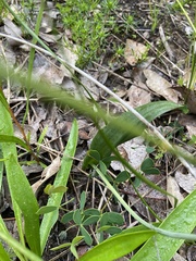 Thelymitra crinita