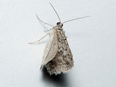 Psilosticha absorpta