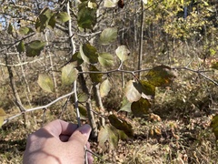 Crataegus viridis