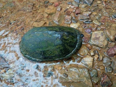 Kinosternon leucostomum