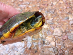 Kinosternon leucostomum