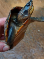 Kinosternon leucostomum