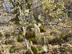 Crataegus viridis