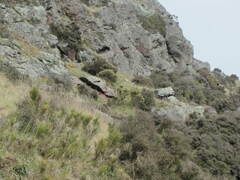 Carmichaelia australis