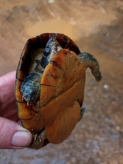 Kinosternon leucostomum