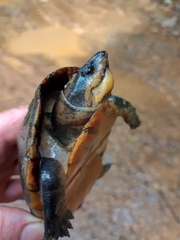 Kinosternon leucostomum