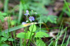 Veronica montana