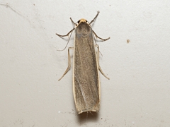 Palaeosia bicosta