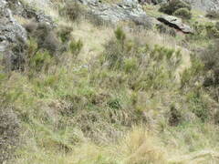 Carmichaelia australis