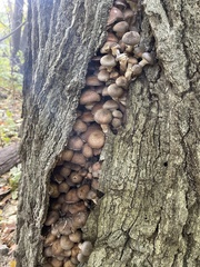 Armillaria ostoyae