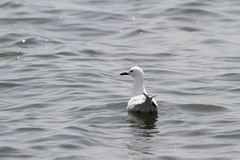 Chroicocephalus genei