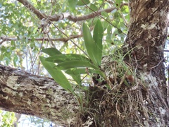 Polystachya concreta