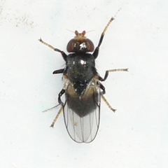 Limosininae