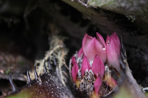 Greigia exserta · iNaturalist