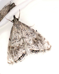 Glaucocharis dilatella