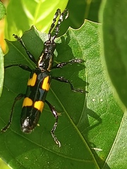 Platyarthron chilense