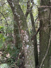 Herpothallon rubrocinctum